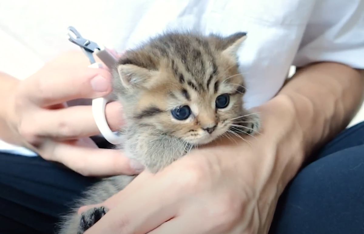 初めての爪切りに挑戦したら、3匹の赤ちゃん猫が……とんでもなく尊い『天使すぎる反応』が30万再生「キモい笑い声でた」「本当に可愛い」