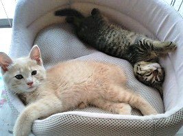 悲しみを救った2匹の子猫…運命の出会いが教えてくれたこととは？