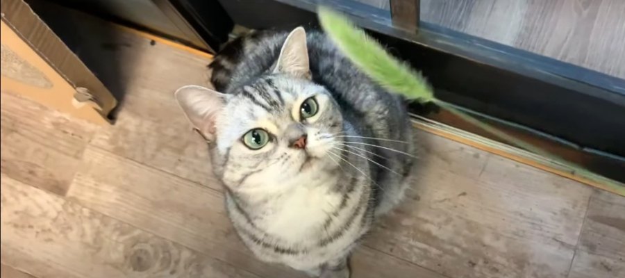 三者三様！天然猫じゃらしにニャンズは…？