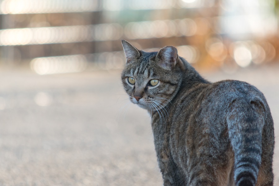 猫に「付いてきて！」と言われて辿り着く4つの場所