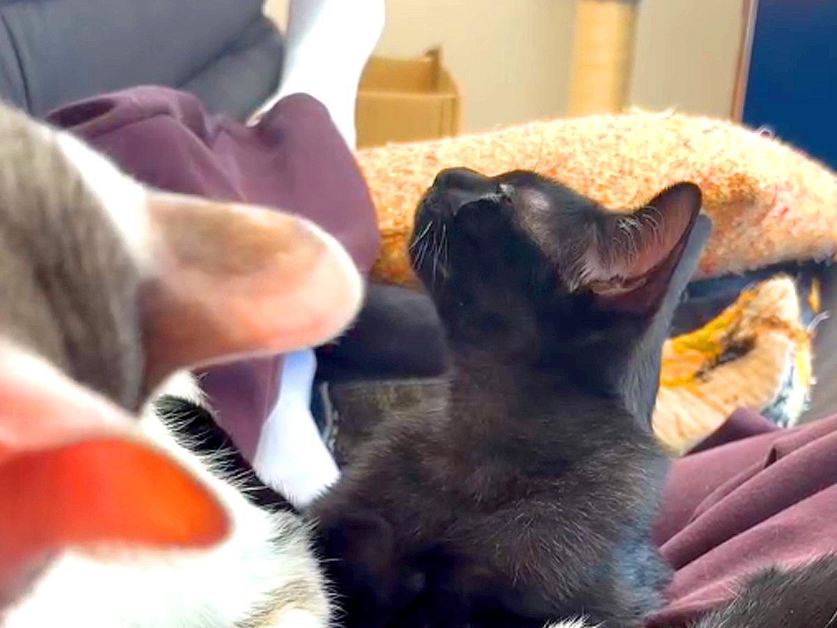 先輩猫に甘える子猫→独特な『ニオイ』に気づいて…正体を知った瞬間の『まさかの表情』が20万再生「２回目いくんやｗ」「お腹痛いｗ」