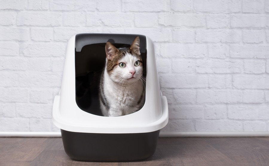 猫のトイレシートはどれくらいで取り替えるべき？