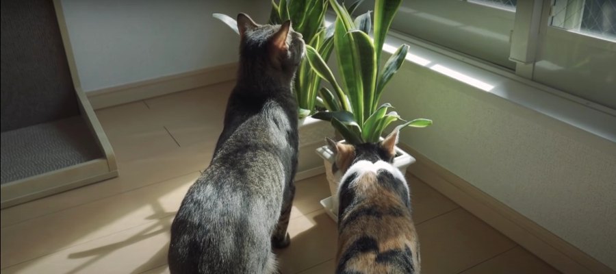 引越し作業に悪戦苦闘する飼い主さんとマイペースな猫さんたち♡