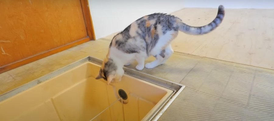 床下に隠し部屋があると初めて知った猫ちゃんの反応は！？