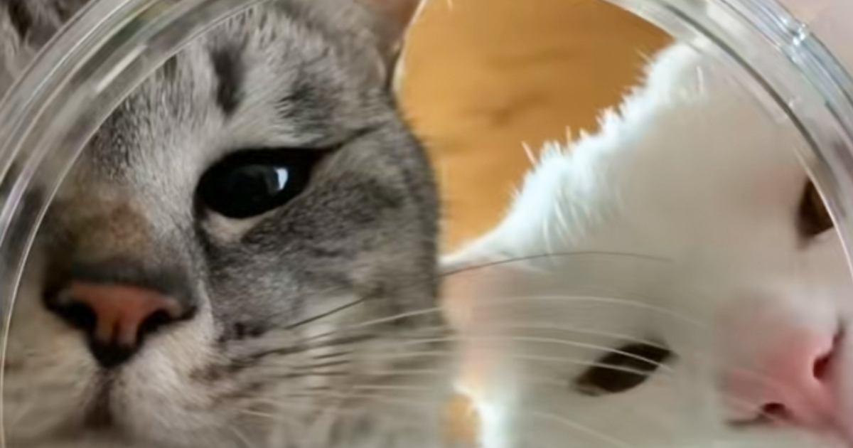 瓶の中にカメラを設置して『おやつを取りたい猫』を撮影したら…可愛すぎ注意な光景が62万再生「おやつになれて良かった」「くっそニヤけた」