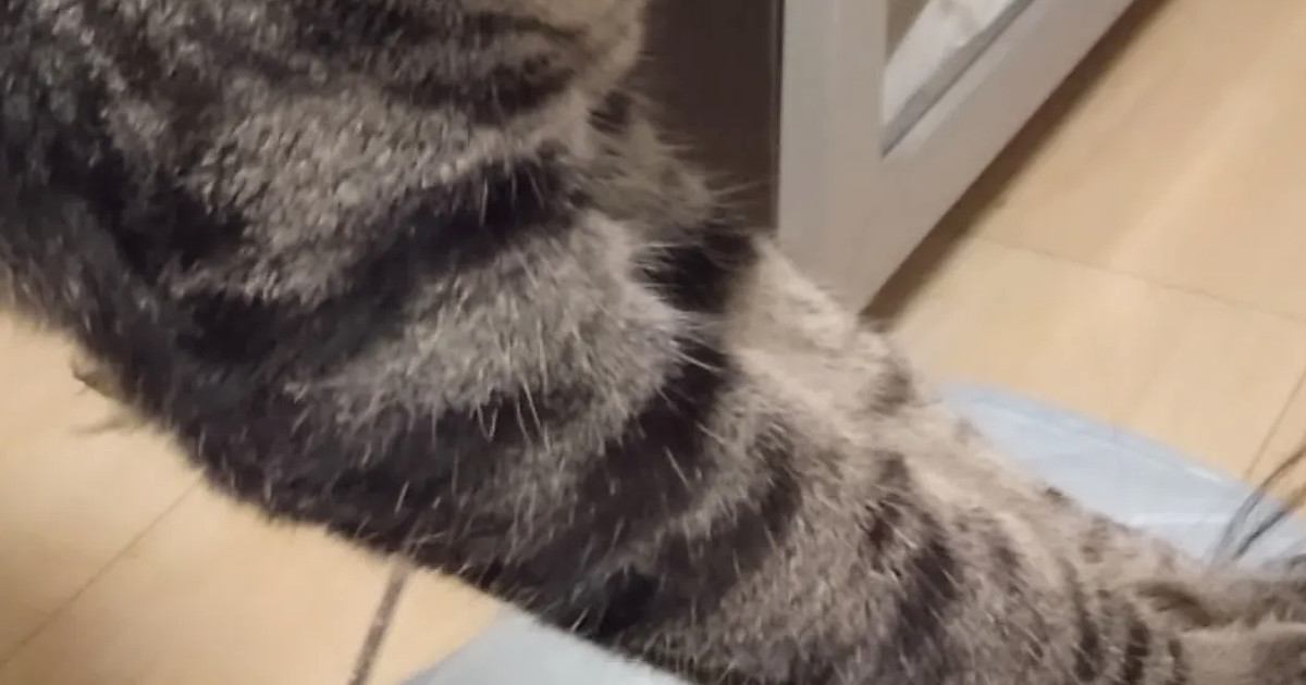 キャットタワーにいた猫→近くで飼い主が横になっていると…可愛すぎる『謎の行動』に1万いいね「あなたの脳内に直接…」「全力で守ってるね」