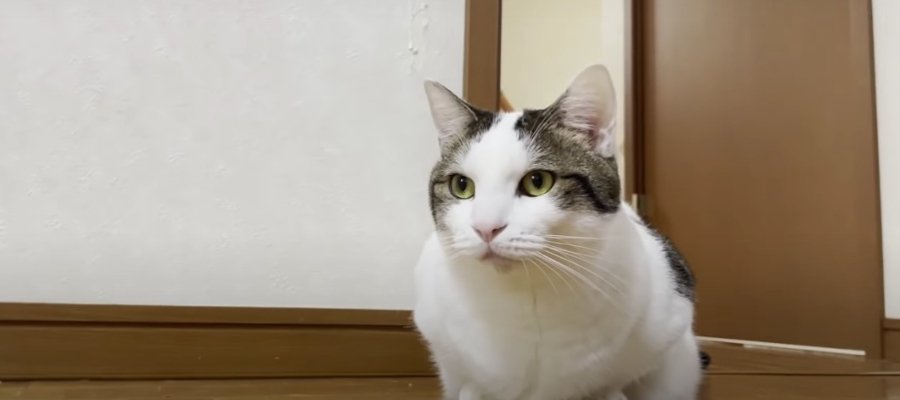 お散歩大好き猫ちゃん♪５分後におかわり？