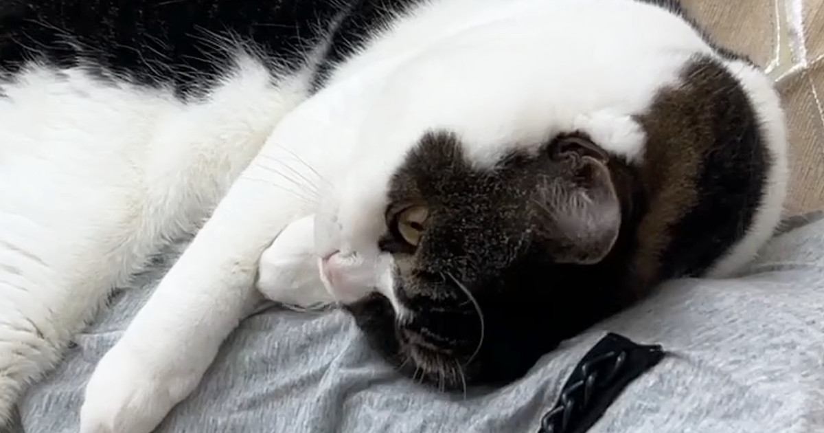横になると、猫が吸い寄せられるようにやってきて…幸せあふれる光景が16万再生「完全にとろけてるｗ」「癒しをありがとう」と反響