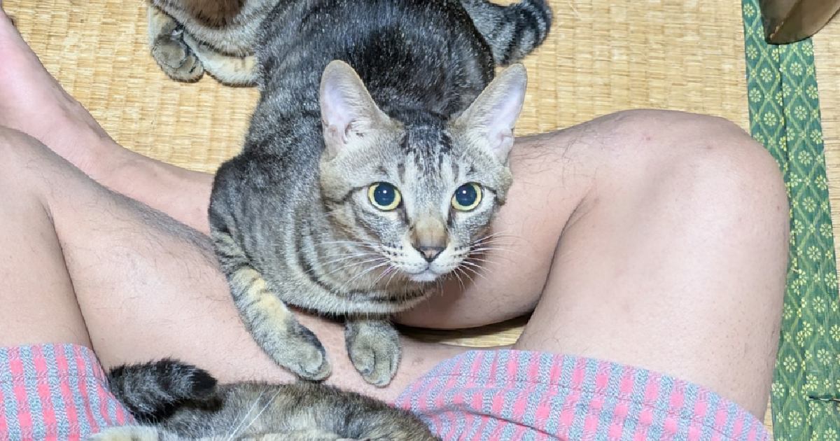 あぐらで座る飼い主の足元に、猫たちが集まってきて…うらやましすぎる『晩酌の様子』に3万いいね「いい夢見れそう」「可愛いが詰まってる」