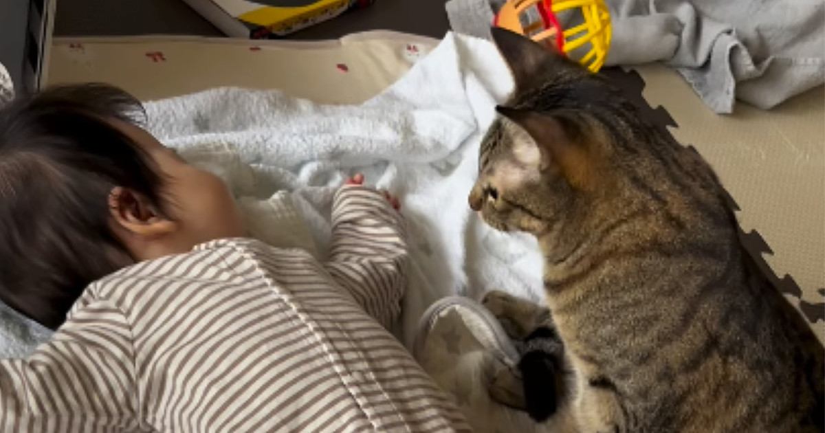 寝ている赤ちゃんのそばに『近寄ってきた猫』を見ていると…あまりにも尊すぎる瞬間が47万再生「一生見ていたい光景」「優しいね」