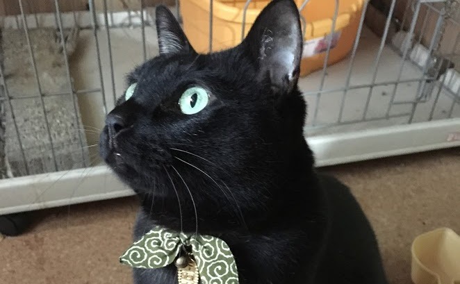 元野良猫が少し人を信じた日