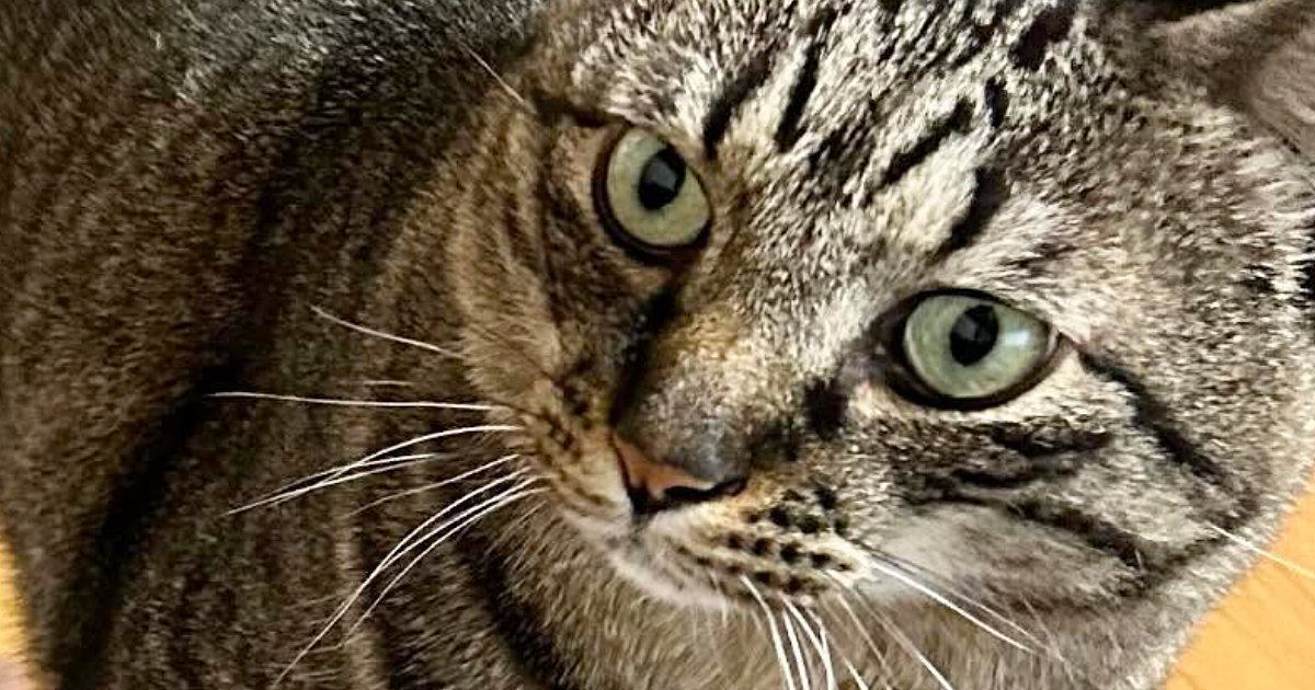 パパのそばにいた猫→『足』を見てみると……思わず笑ってしまう『ネコハラ』に「明らかにわざとやってるｗ」「最高の瞬間」と２万いいね