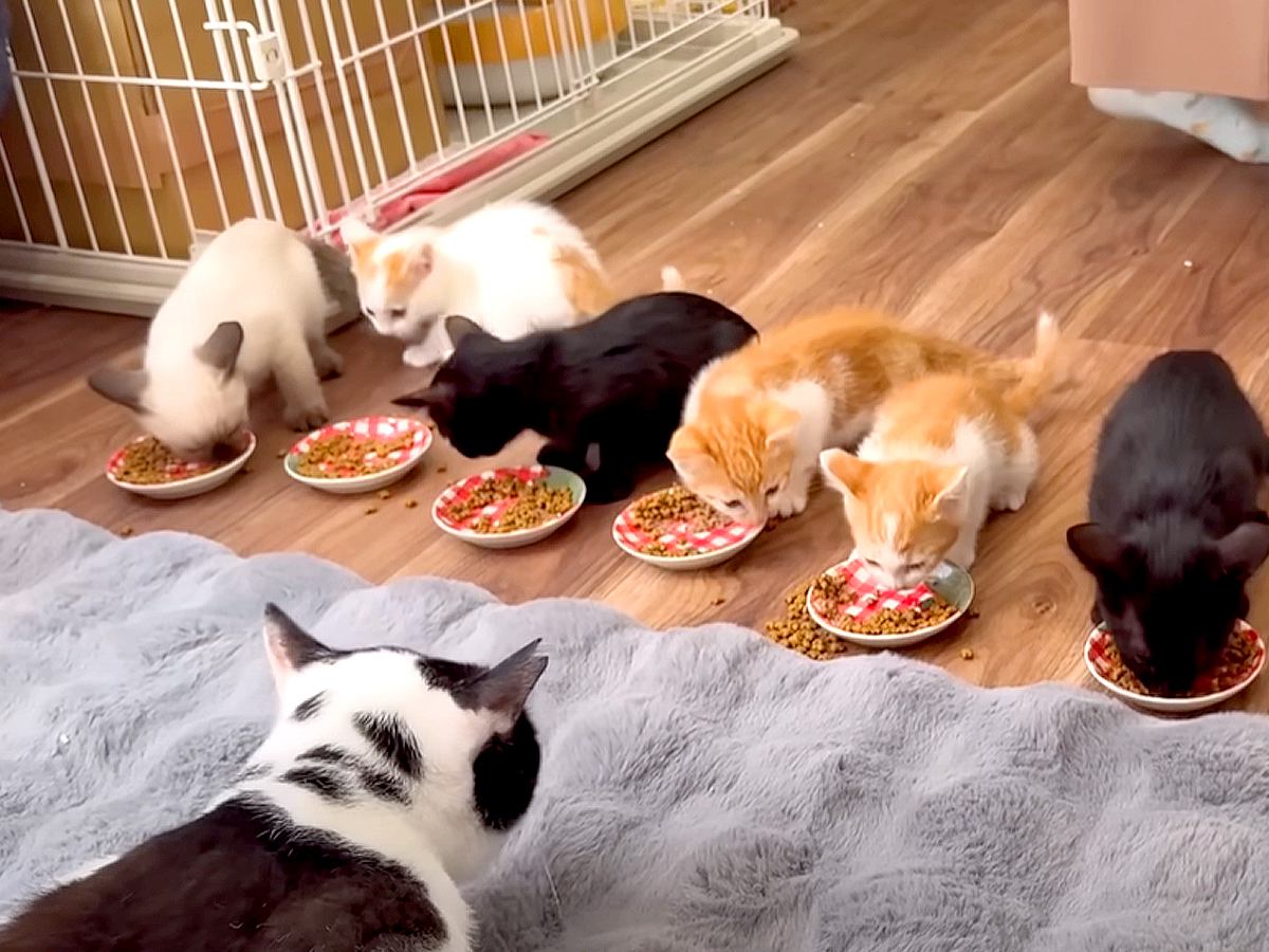 ８匹の保護子猫のご飯タイム→１列にならんで食べさせたら…想像以上に『尊すぎる光景』に「大変そうだけど可愛い」「みんな元気でなにより」
