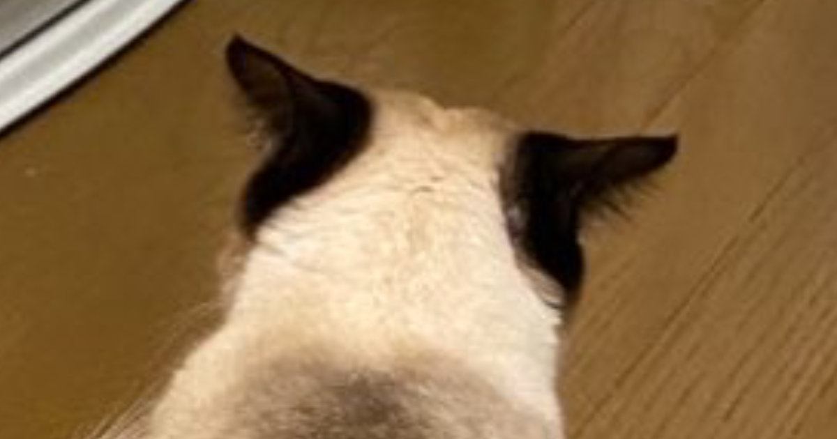 お兄ちゃん猫のことが大好きな妹猫→愛が重すぎた結果…『とんでもない状況』に２万いいね「お兄ちゃん大変ｗ」「潰れちゃったｗ」と爆笑の声