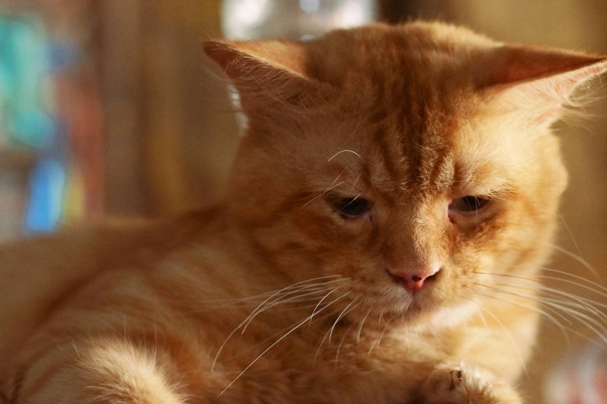 猫が『主に嫌われた！』と勘違いしちゃう飼い主の行為・態度5選　誤解を解くためのフォロー方法も