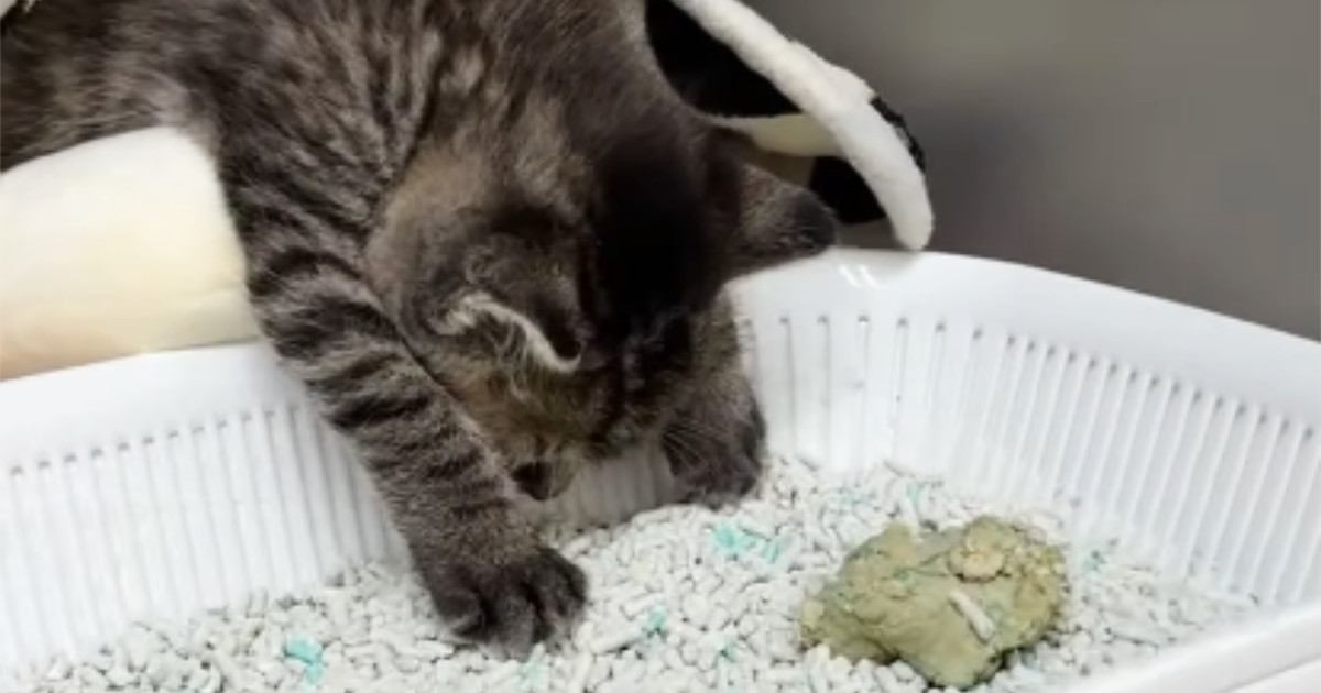 動物病院で『力が尽きたように眠っていた子猫』…まさかの『診断名』に"爆笑"124万再生「トイレの前でお利口ｗ」「ゆっくりしてｗ」