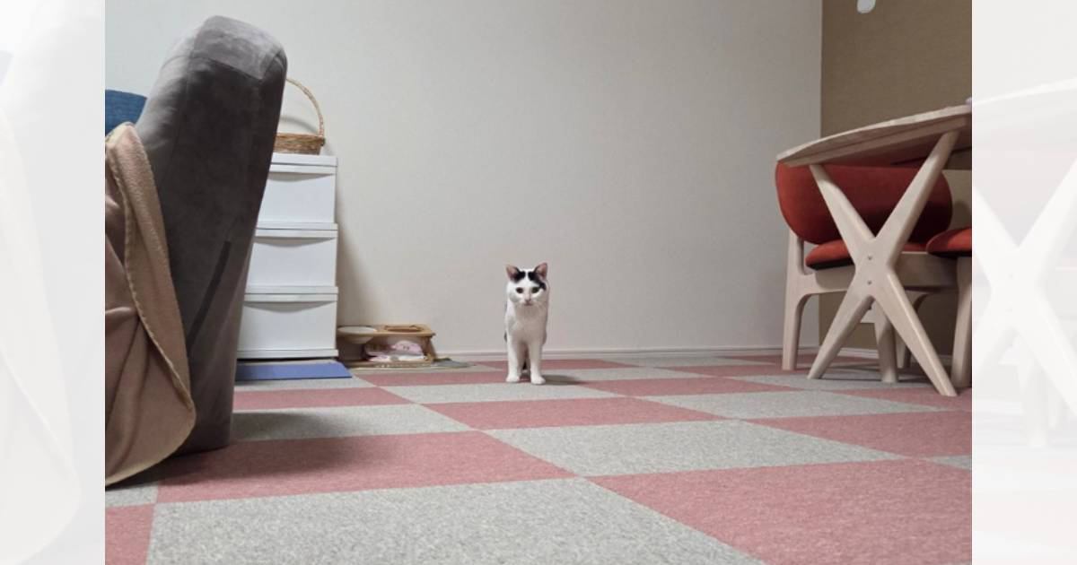 『遠くから視線を送ってくる猫』→拡大して顔を見てみたら…可愛すぎる『発見』に1万8000いいね「たまらないポツン感」「抱きしめたい」