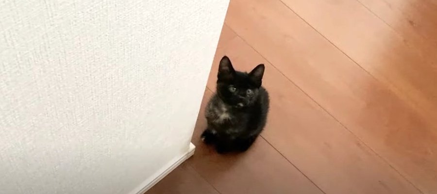 大好きなパパにべったり♡甘える姿が可愛すぎる子猫ちゃん