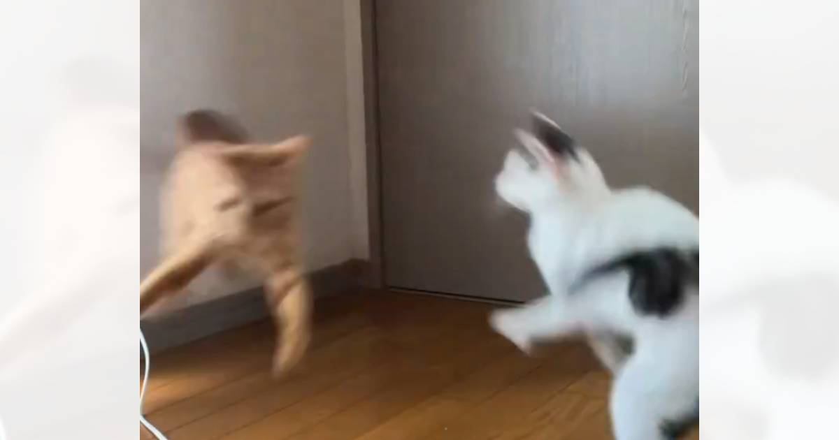 天井を眺めている猫に新入り猫が勢いよく突っ込んだ結果…『まさかの回避方法』に爆笑の声「巨大な掃除機に吸い込まれたかとｗ」「機動力が凄い」