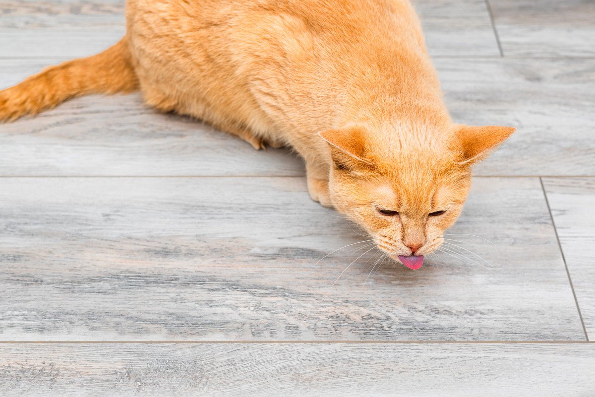 嘔吐、くしゃみ…猫によくある『生理現象』の正常と異常を見分ける方法
