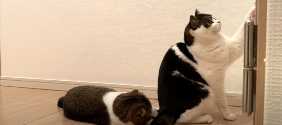 「まだかにゃ？寂しいにゃ…」ドアの前で飼い主さんを待つ猫ちゃんたち