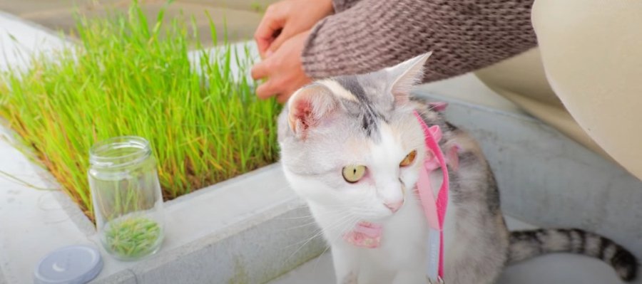 ついに来た！猫ちゃんのサラダバー、えん麦畑の収穫期♪