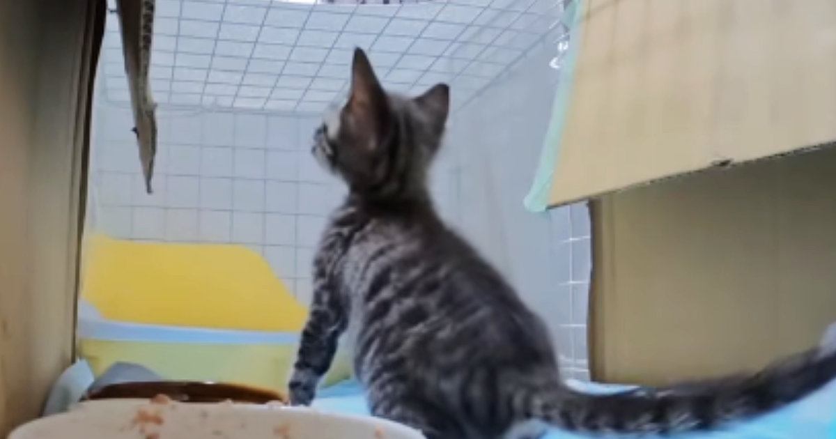 ごはんを食べていた子猫→近くにいたパパがいなくなると…悶絶必至の『可愛すぎる行動』が105万再生「クッソ羨ましい」「連れていくしかない」