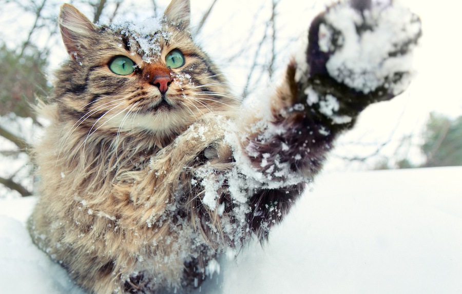 猫の毛ぶきが悪い…ふさふさにしてあげたい時の対処法