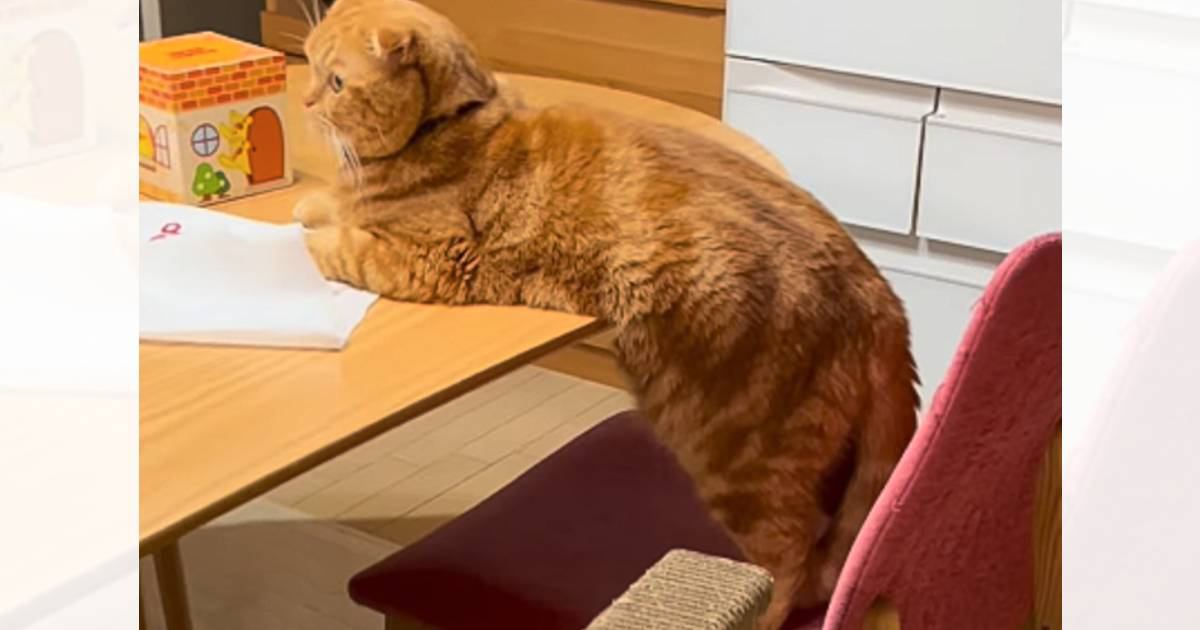 小さいときからテーブルには乗らない猫→『天才なんじゃないか』と思っていたら…驚きの瞬間が61万再生「可愛すぎるｗ」「しれっとｗ」