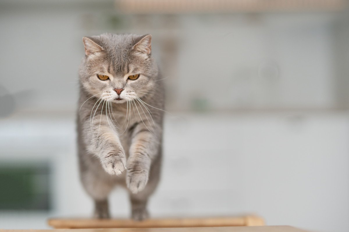 よくある猫の「騒音トラブル」とは？気をつけるべき3つのシーンと、それぞれの対処法