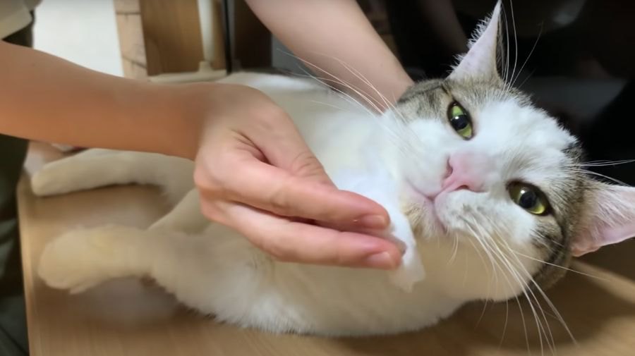 頑なに拒否！？顎はいいけど爪はダメな猫ちゃん