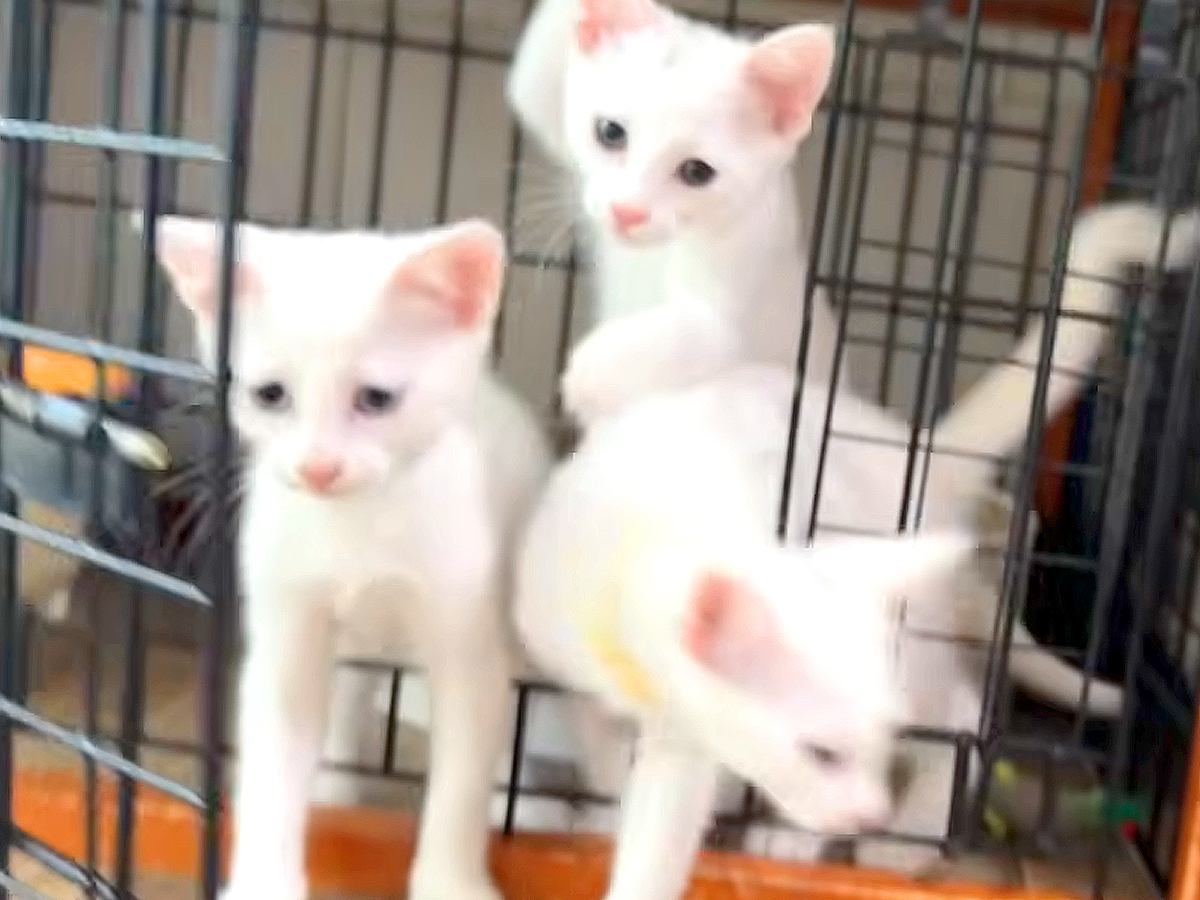 真っ白な３匹の子猫→朝ご飯を用意してあげると…ずっと見ていたくなる『尊い光景』に「キャラ濃すぎｗ」「ご飯より遊びたいんだね」と反響