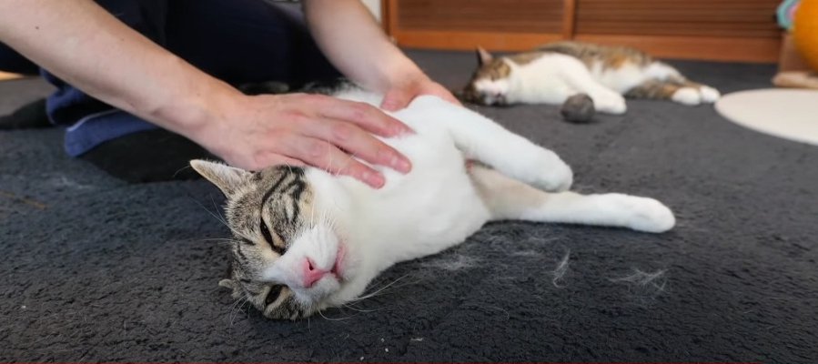 猫ちゃんがおうちにやってきて2ヶ月記念日！マッサージにうっとり♡