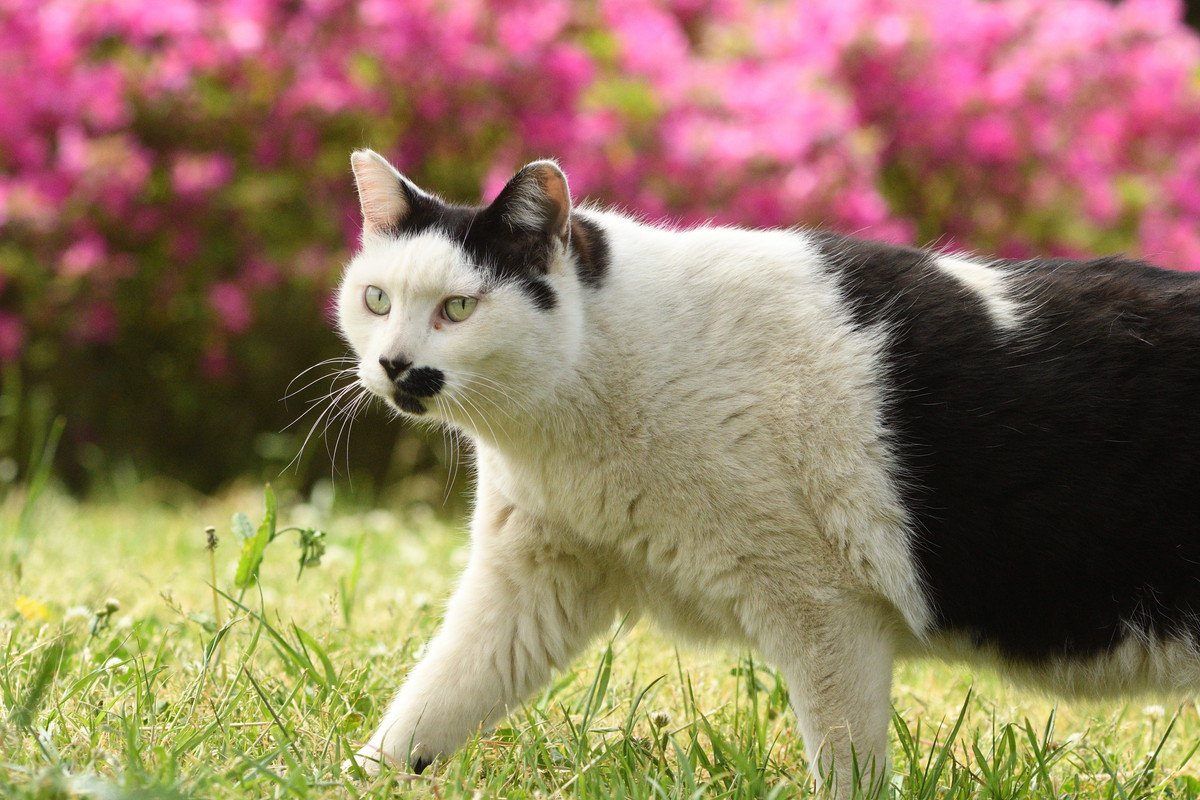 「はぁ？」と鳴く猫ミームの元ネタは、世界中に400万人のフォロワーをもつ「癒し系猫」　オーストラリア