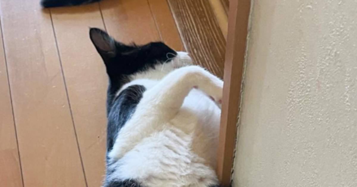 生まれて初めての『夏』を迎えた猫→廊下にいるところを見てみたら…『予想外のポーズ』に爆笑の声「禁断の開きをｗ」「教科書に載せたいｗ」