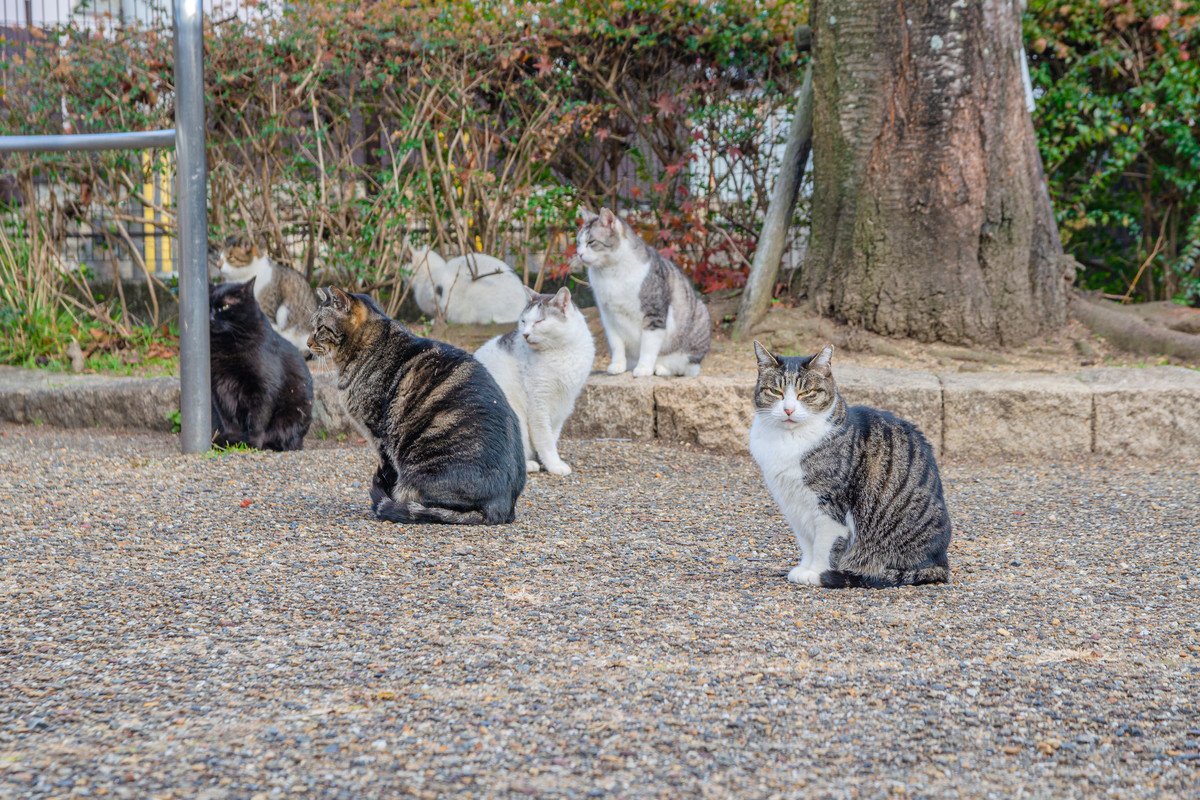 『猫の集会』って一体何をやってるの？目的やどんな子が参加するのかなど、謎を紐解く3つのこと