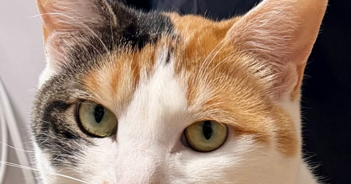 猫に『保険証の写真を撮らせて』と頼んだ結果→まさかの『完璧すぎるポーズ』に「言葉の理解がすごい」「アクスタにできそう」と1万いいね