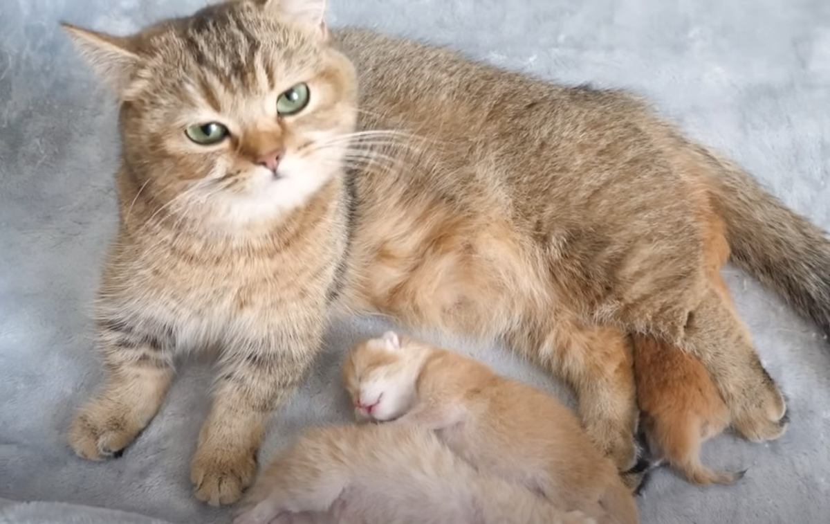 「まさに天使のねんね」お母さん猫の近くで眠っていた子猫…『まさかの表情』が可愛すぎると話題に 「無防備でかわいい」「幸福感UP」の声