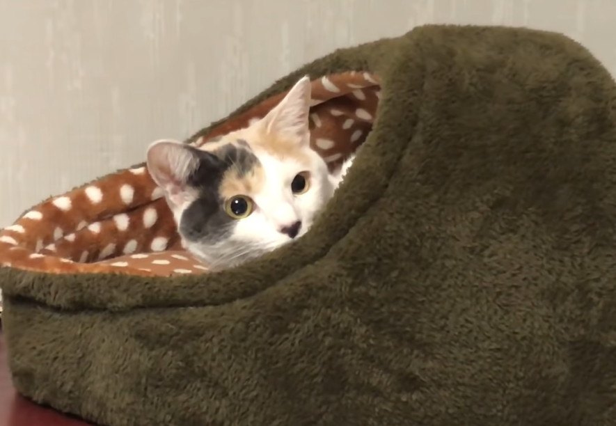 ぴったりハマる！猫ちゃんはどこ？？