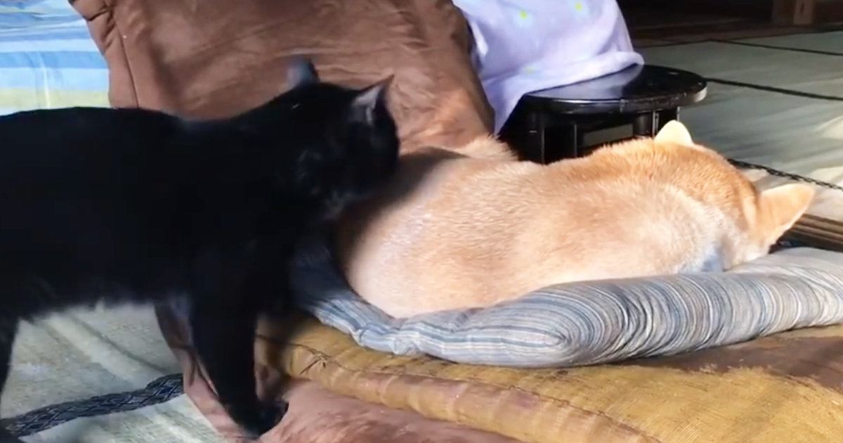 『お昼寝中の柴犬』のもとに『猫』がやってきた結果…笑ってしまう瞬間が104万再生「慣れた感が伝わってきたｗ」「結構ガッツリいってるｗ」