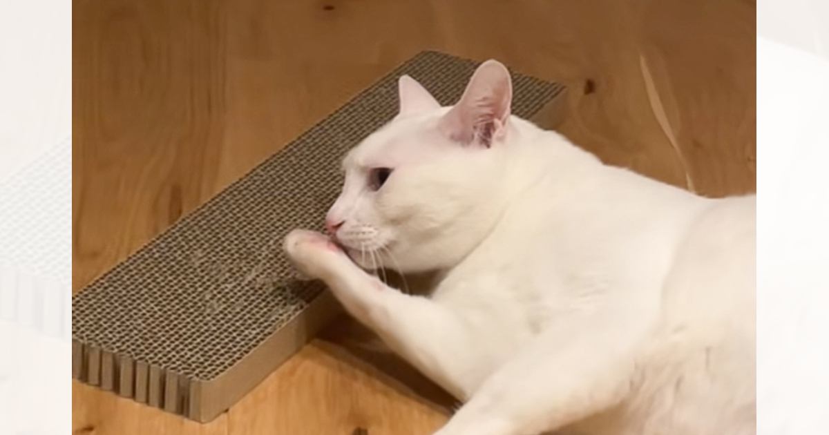『自分の前足の匂いを嗅いだ猫』が、次の瞬間……爆笑必至のリアクションが89万再生「想像を超えてきて笑った」「本当におもしろいｗ」