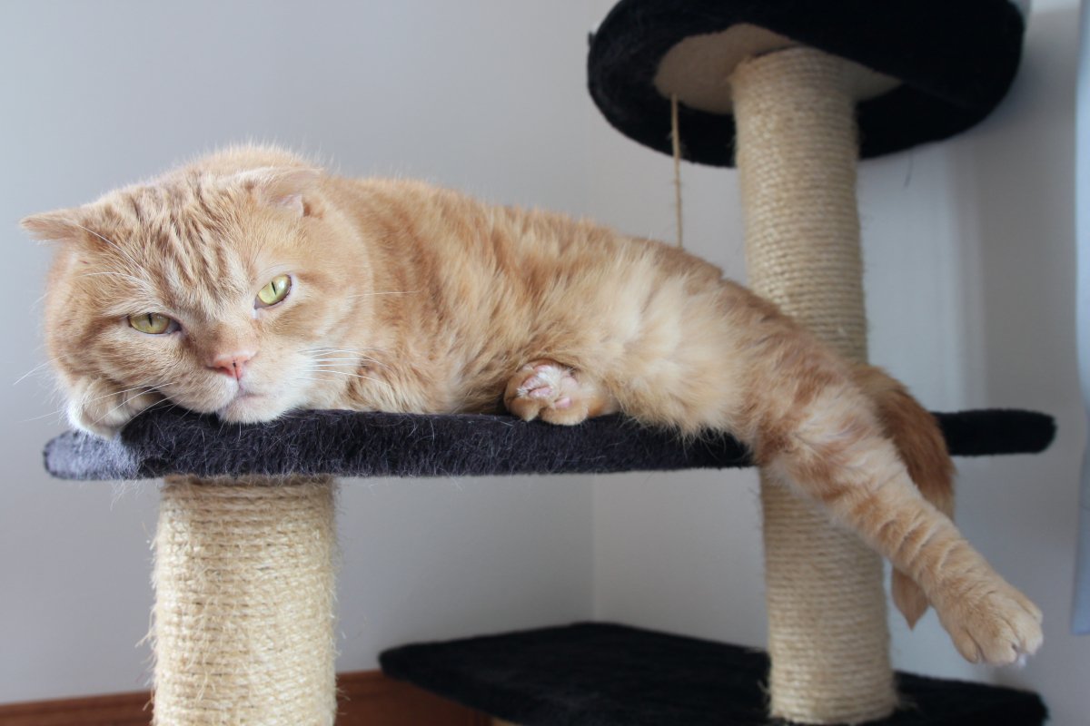 猫が『不幸になる』飼い主に共通する特徴5つ　あなたは大丈夫？今すぐ改善すべき理由まで