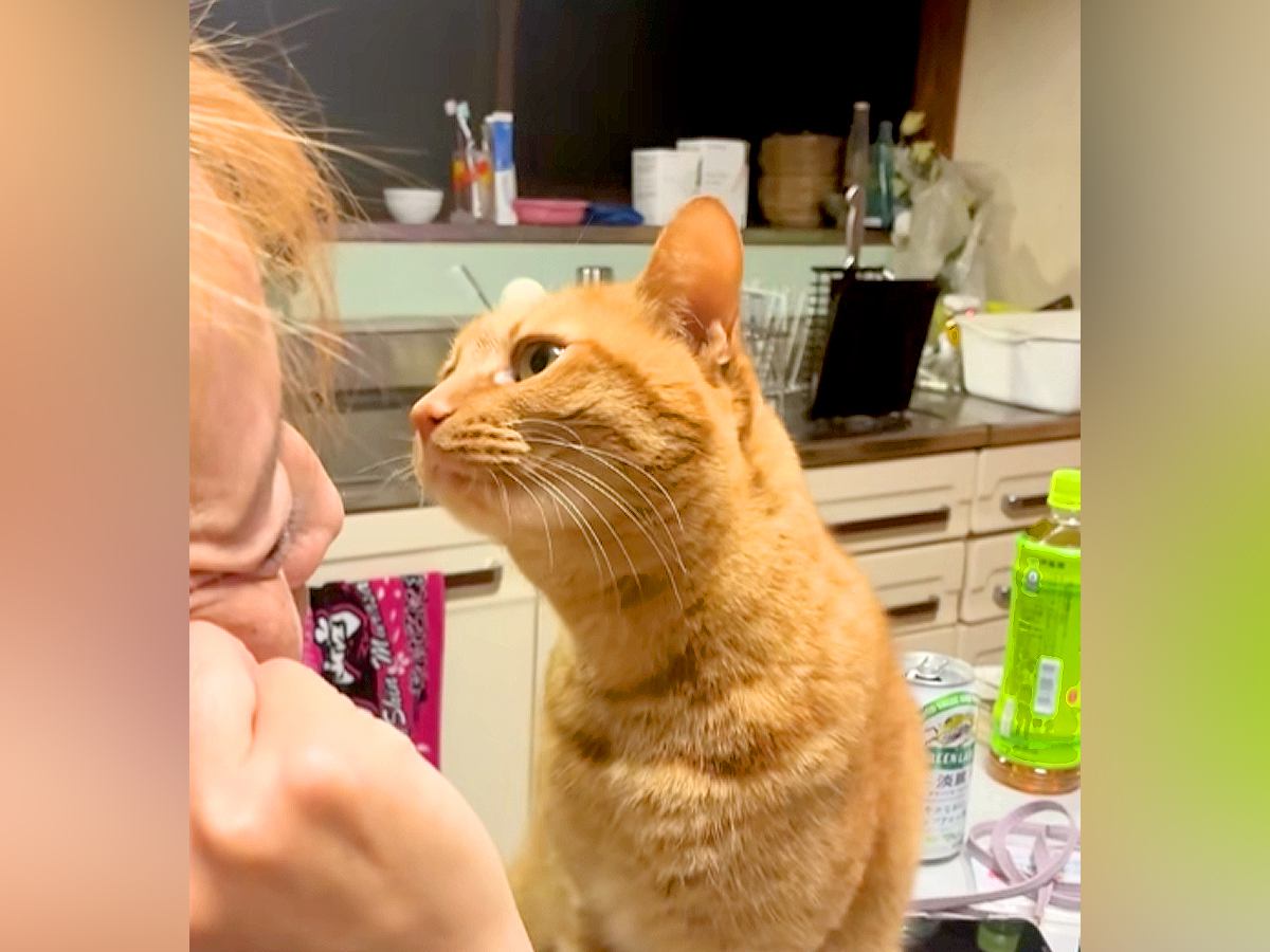 お母さんに顔を近づける猫→キスするのかと思いきや…まるでコントのような『まさかの展開』が52万再生「猫もすっとぼけるんだな」「芸人かｗ」
