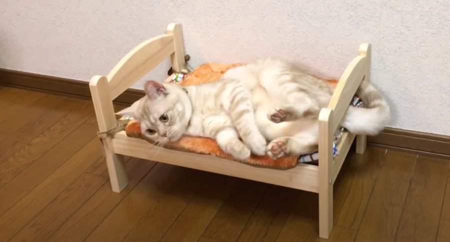 小さな猫用ベッドでごろごろする姿がかわいすぎる♡