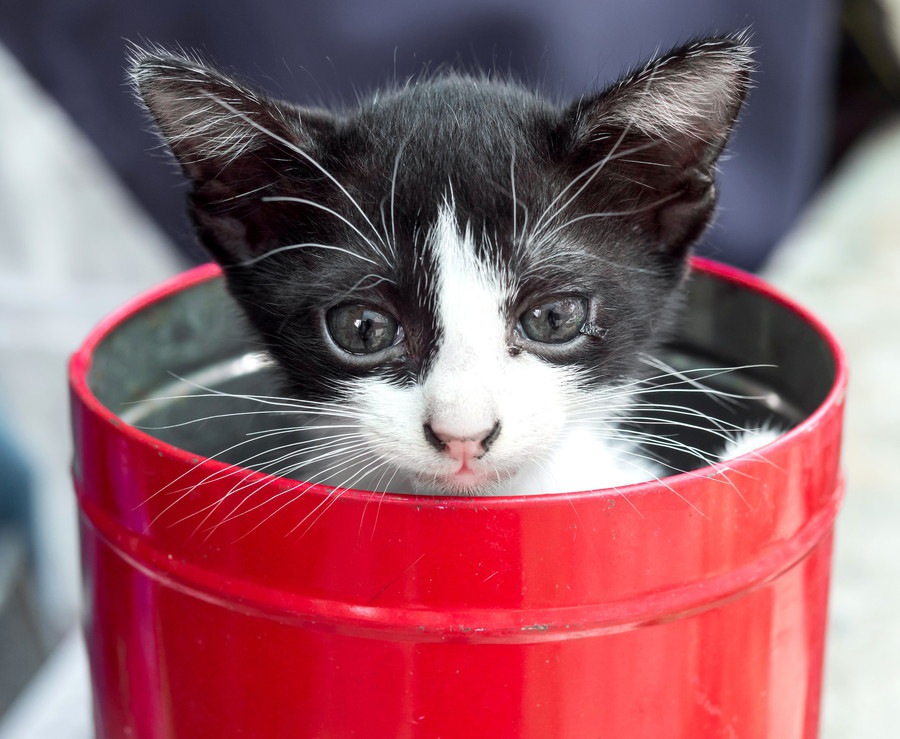 猫に缶詰の食事を与える効果と注意点！