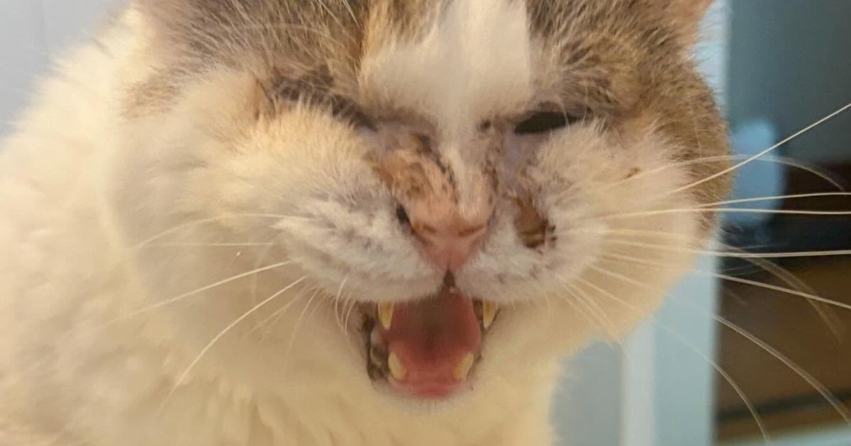 お風呂に入っていると、猫がやって来て…想像以上に『全力で注意してくる光景』に３万いいねの大反響「必死なのが伝わる」「胸がキュッとなった」