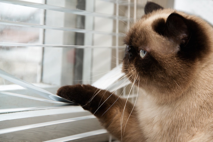 猫のいるお部屋でブラインドを使う時注意したい事