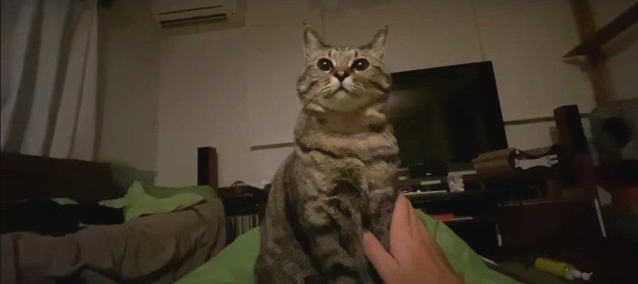 それは幸せの重み♡おやすみ時の愛猫＆飼い主さんあるある 