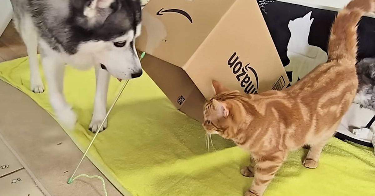 猫と犬に『段ボール箱でつくったバレバレの罠』を仕掛けてみた結果…まさかの展開に爆笑する人続出「久しぶりに笑った」「可愛すぎるｗｗ」