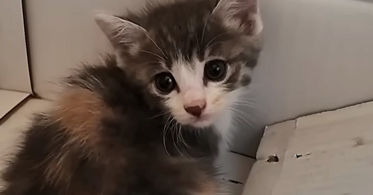 物置に迷い込んだ『1匹の小さな子猫』を保護したら…家族になるまでの記録が133万再生「破壊力がすごい」「めちゃめちゃ可愛い」
